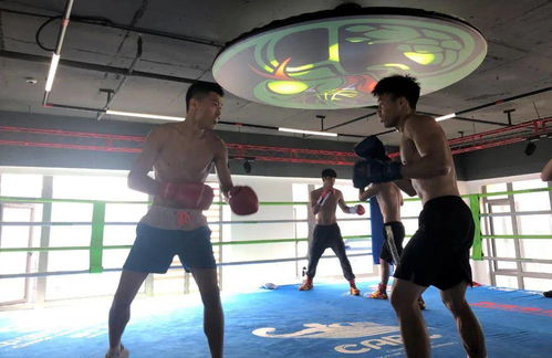 拳风再起，蓄力新征程——广西拳击队进驻迪创曼巴中心开启高强度集训